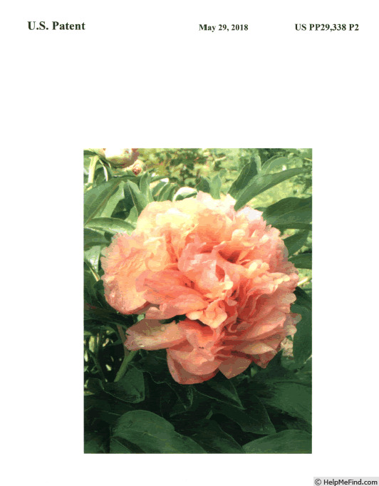 'RTPIV791-09' peony photo