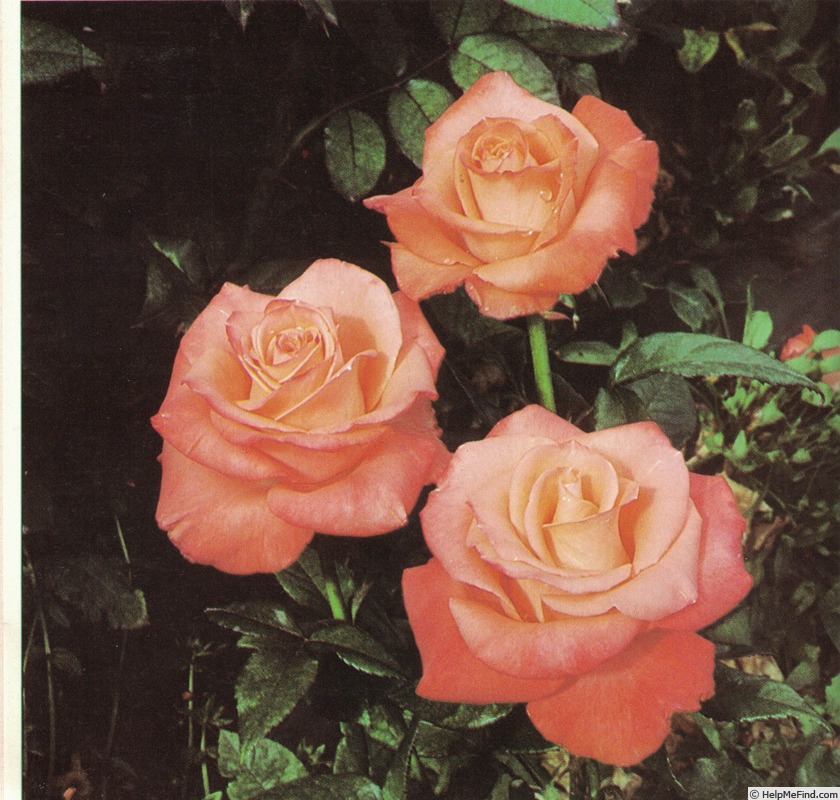 'Clivia ® (hybrid tea, Kordes, 1979)' rose photo
