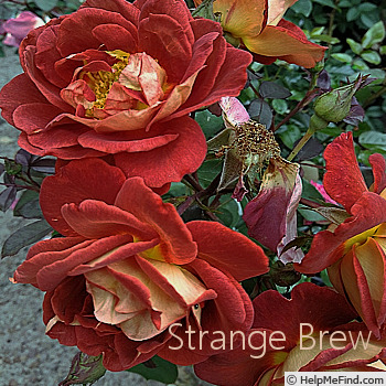 'Strange Brew' rose photo
