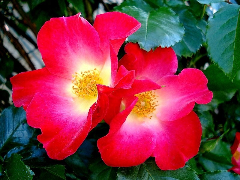 'Red Cottage' rose, click to enlarge 'Red Cottage' rose photo