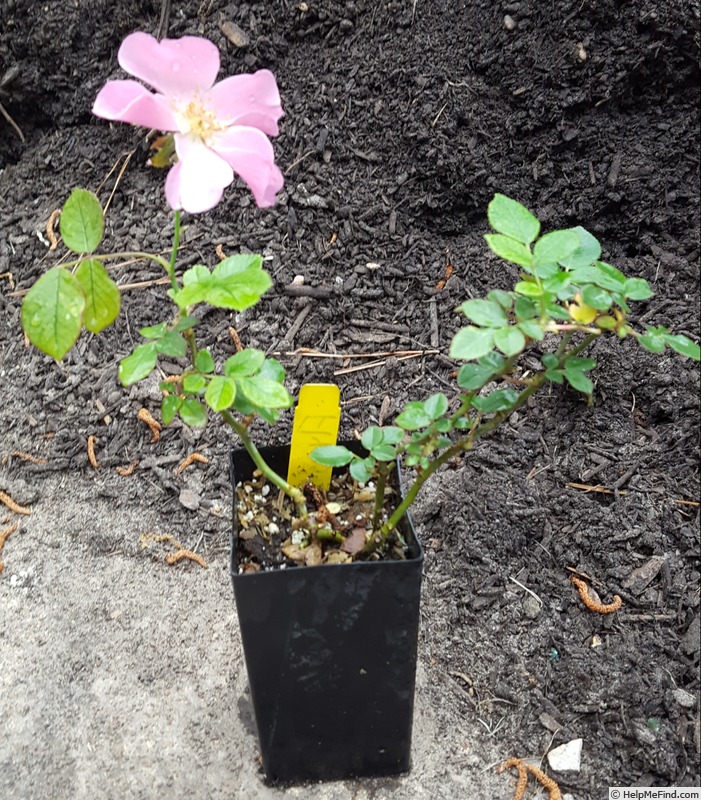 'Flying Kites' rose, click to enlarge 'Flying Kites' rose photo