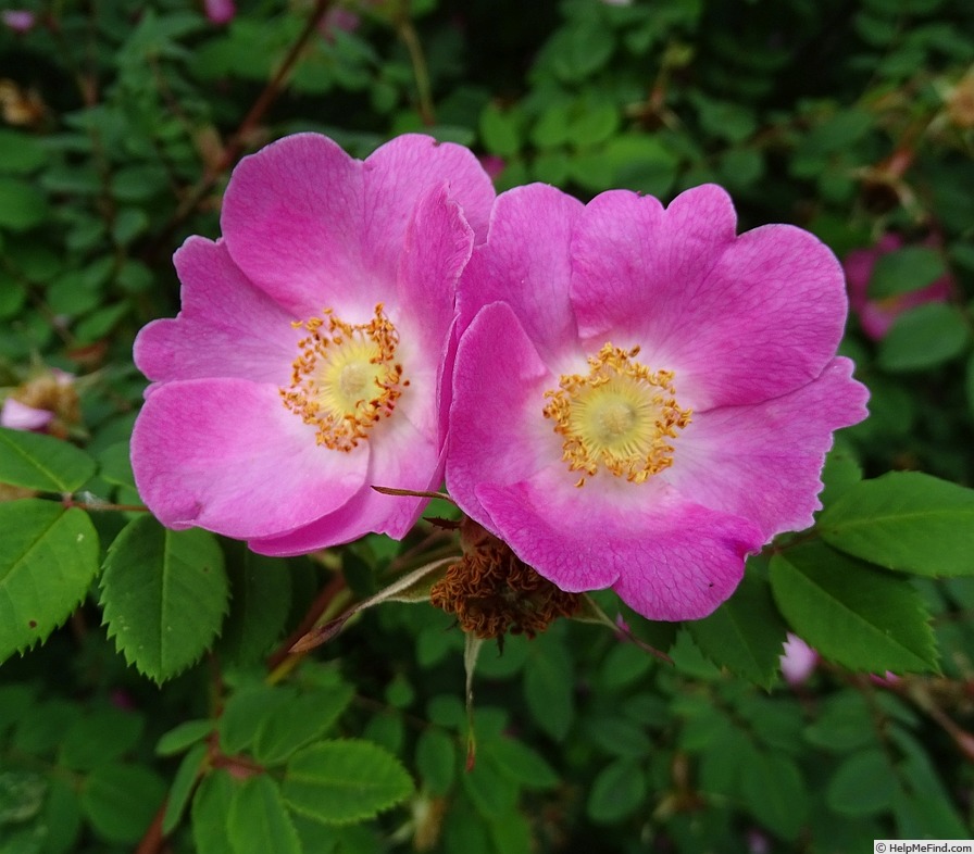 'Wintoniensis' rose photo