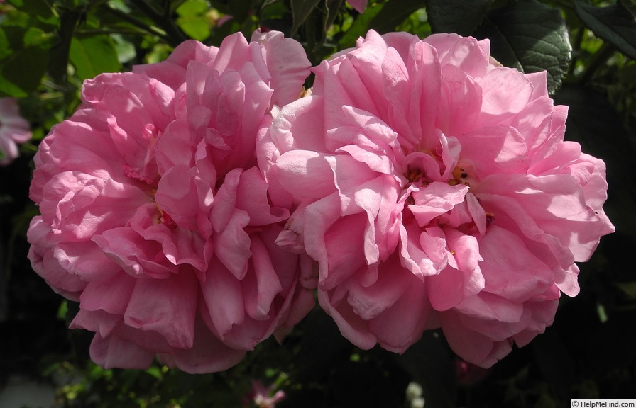 'Ispahan (damask, Unknown, before 1827)' rose photo
