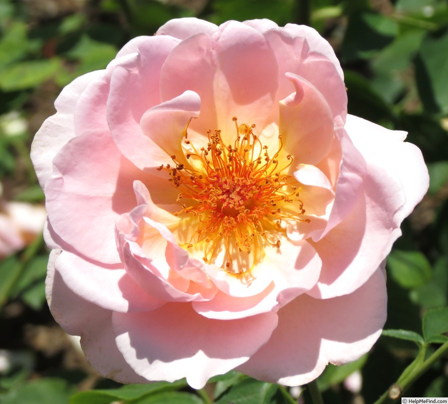 'Belle Story' rose photo