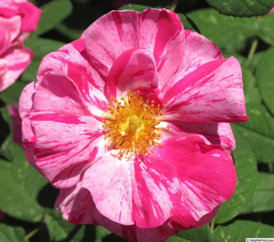 'Versicolor (gallica, unknown, before 1658)' rose photo