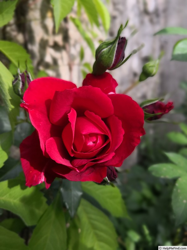 'Don Juan (large flowered climber, Malandrone 1958)' rose photo