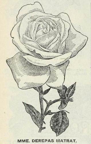 'Madame Derepas-Matrat' rose photo
