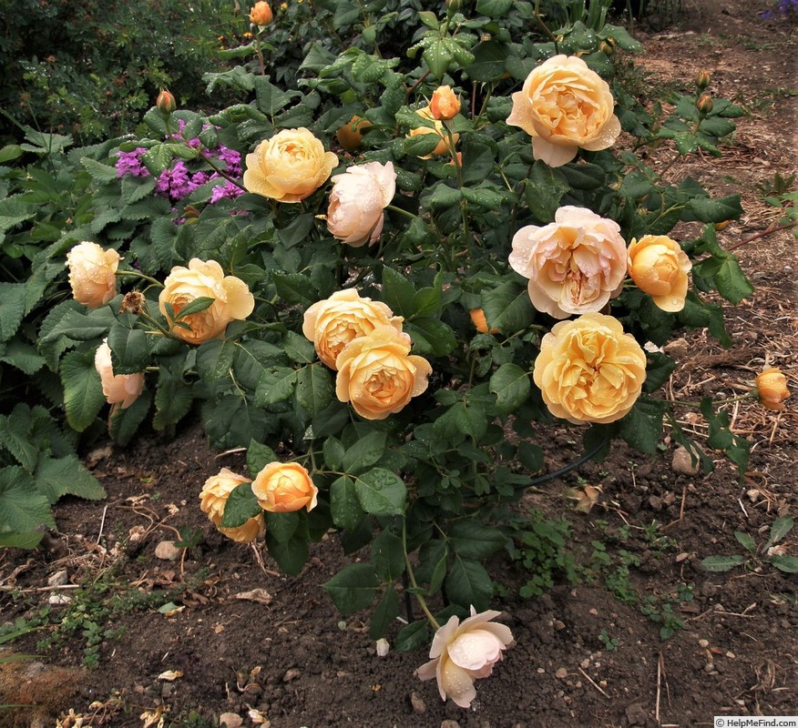 'Roald Dahl' rose photo