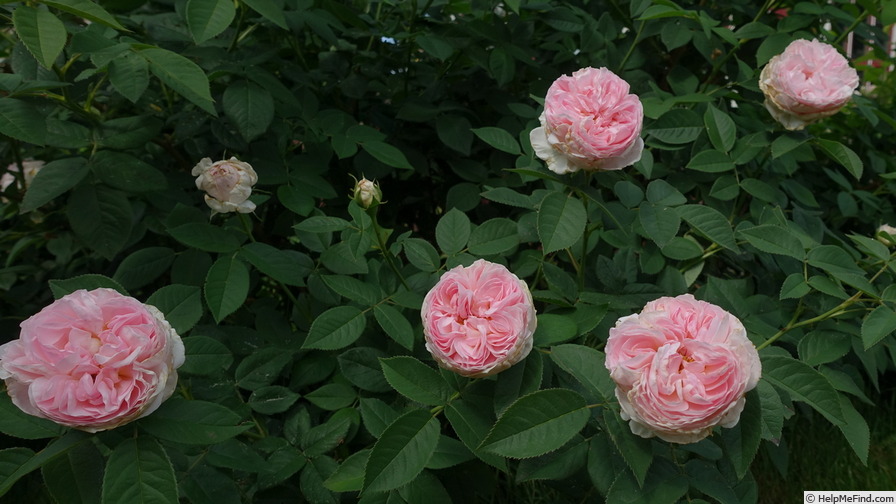 'Damaris ®' rose photo