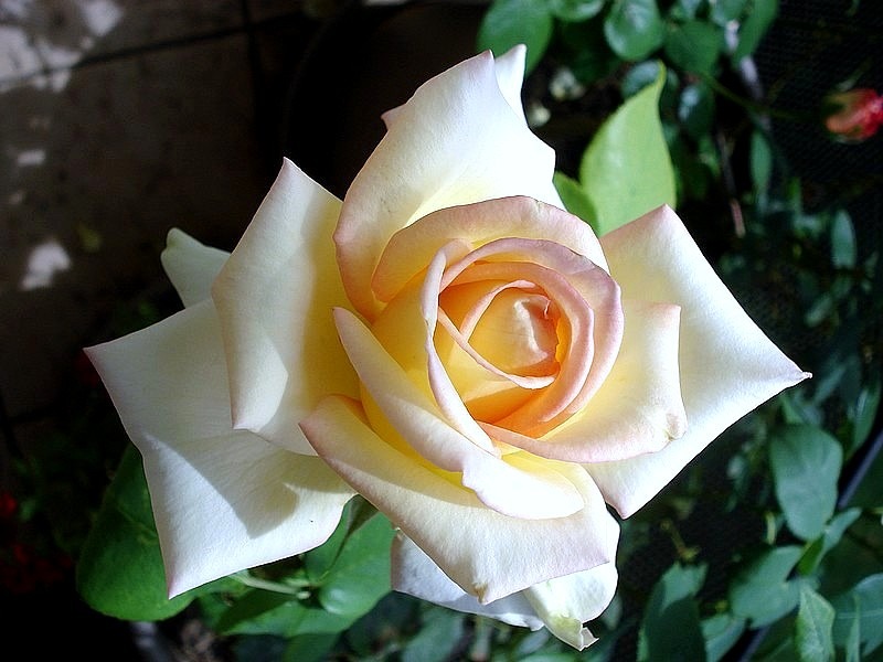 'Isabelle Joerger' rose photo