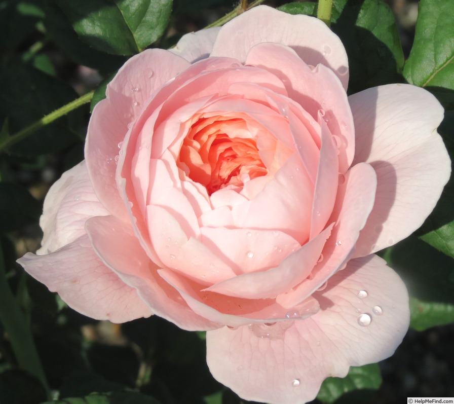 'Queen of Sweden' rose photo