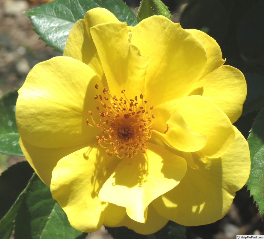 'Lemon Fizz ® (shrub, Kordes 2001)' rose photo