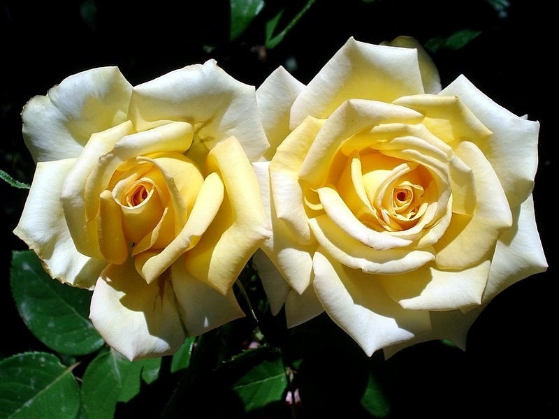 'Isabelle Joerger' rose photo