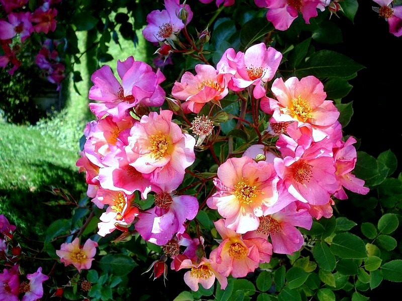 'Yann Arthus-Bertrand ®' rose, click to enlarge 'Yann Arthus-Bertrand ®' rose photo