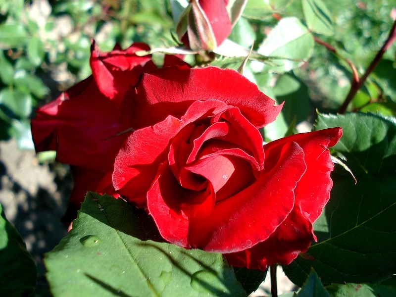 'Romy Schneider ®' rose photo