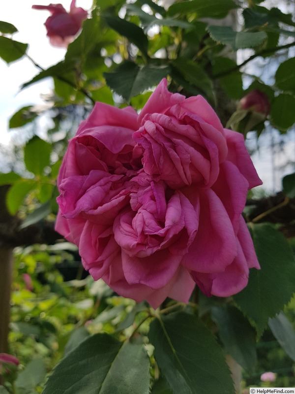 'George de Cadondal' rose photo