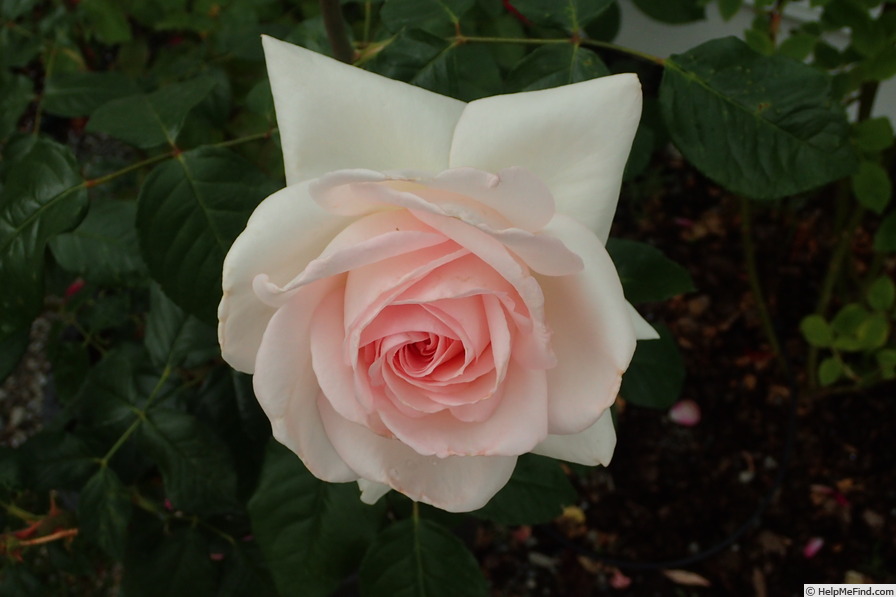 'Frances Meilland' rose photo