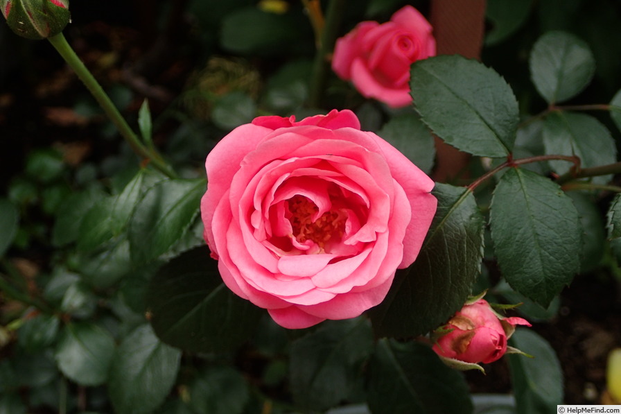 'Bella Rosa ® (floribunda, Kordes 1981)' rose photo