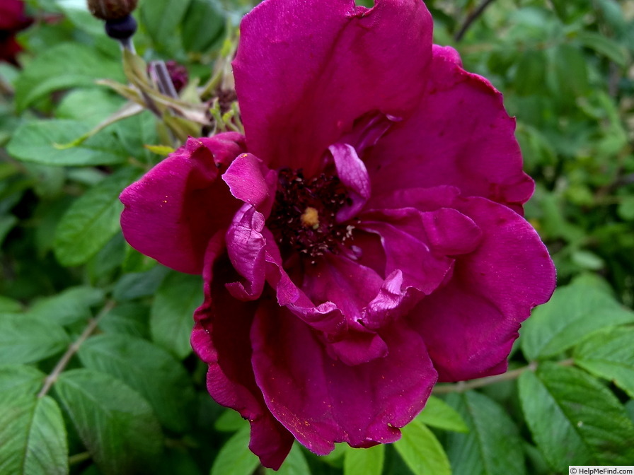 'Rotes Phänomen' rose photo