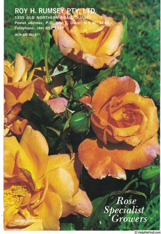 'Morgenröte (shrub, Kordes, 1988)' rose photo