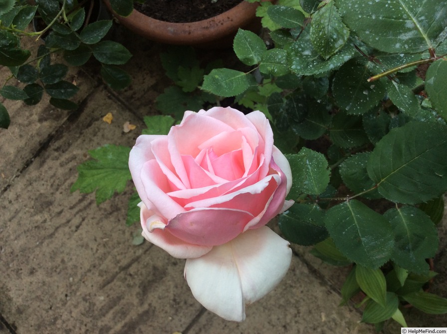 'Warrawee' rose photo