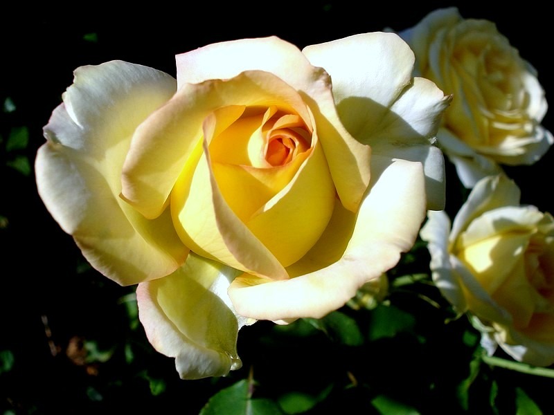 'Isabelle Joerger' rose photo