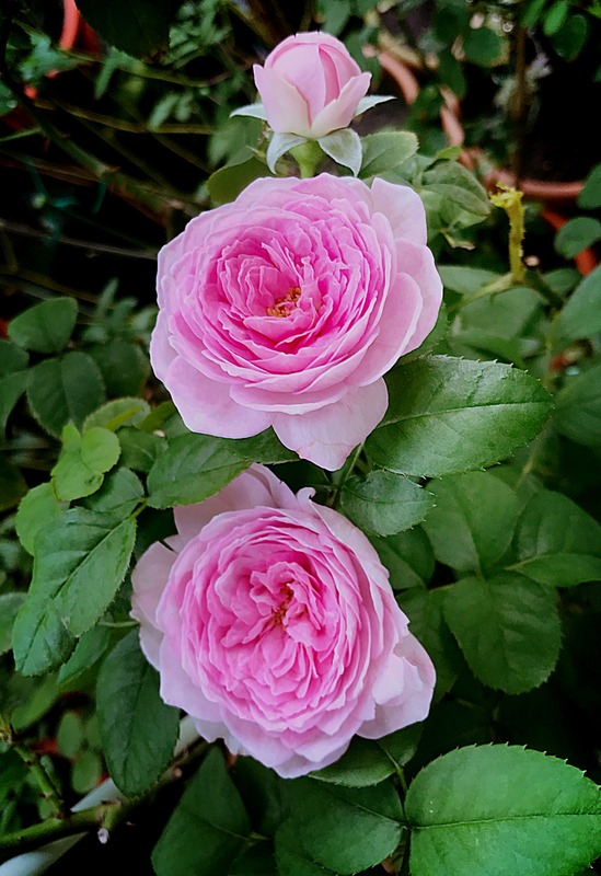 'Mon Coeur' rose photo