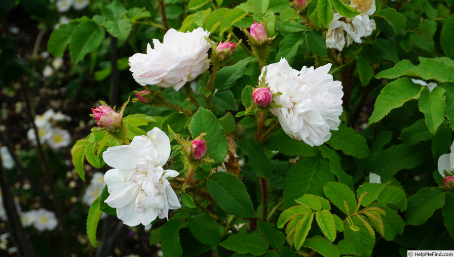'Comtesse de Murinais (moss, Vibert, 1842)' rose photo