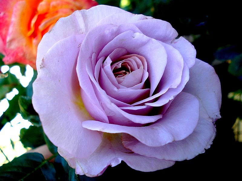 'Blue Girl® (hybrid tea, Sauvageot/NIRP, 2008)' rose, click to enlarge 'Blue Girl® (hybrid tea, Sauvageot/NIRP, 2008)' rose photo
