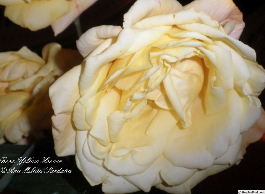 'Yellow Hoover' rose photo