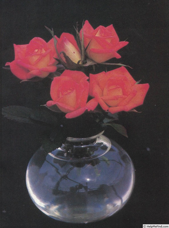 'Little Jackie' rose photo
