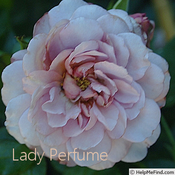 'Lady Perfume ®' rose photo