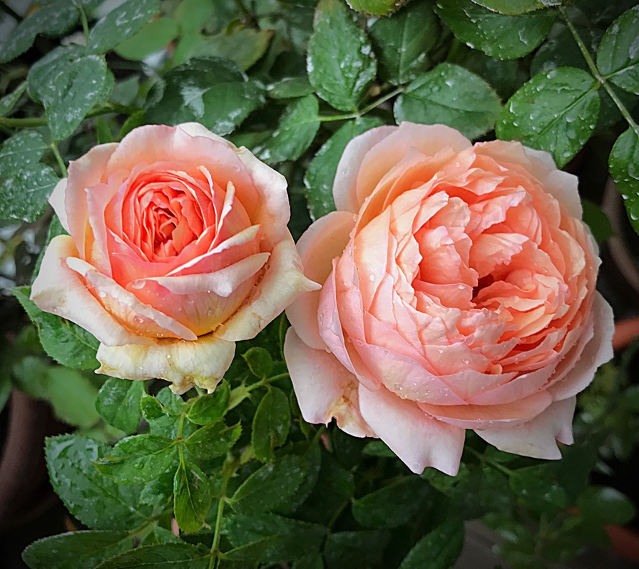 'Charles de Nervaux ®' rose photo