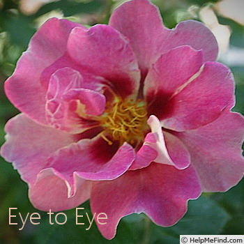 'Eye To Eye ™' rose photo