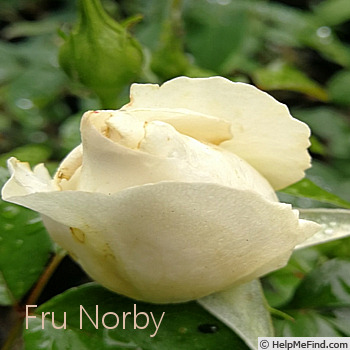 'Fru Nørby™ Plant'n'relax®' rose photo