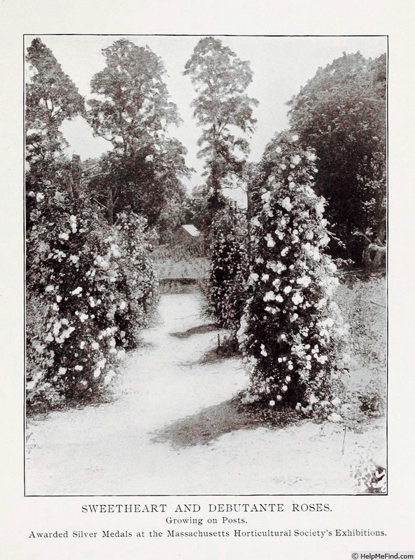 'Débutante (hybrid wichurana, Walsh, 1900)' rose photo