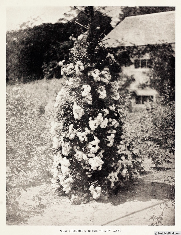 'Lady Gay (hybrid wichurana, Walsh, 1903)' rose photo