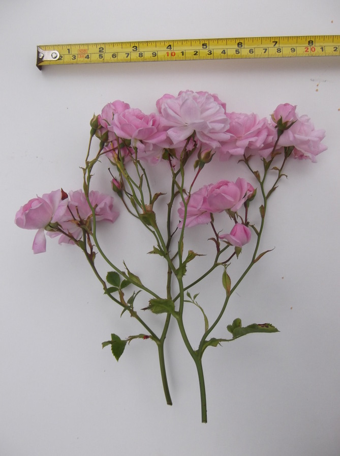 'Débutante (hybrid wichurana, Walsh, 1900)' rose photo