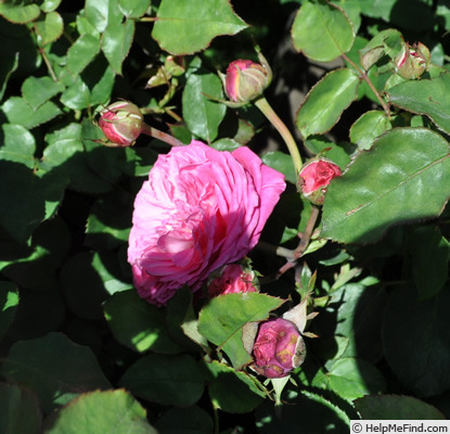 'Freifrau Caroline ®' rose photo