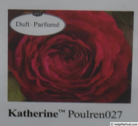 'Katherine™ (shrub, Olesen/Poulsen, 2014)' rose photo