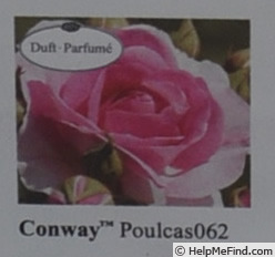 'Conway™' rose photo