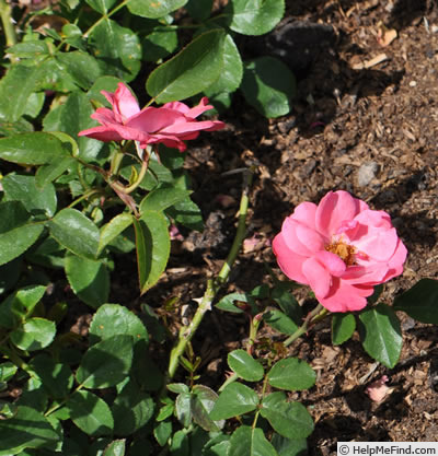 'Rosiga' rose photo