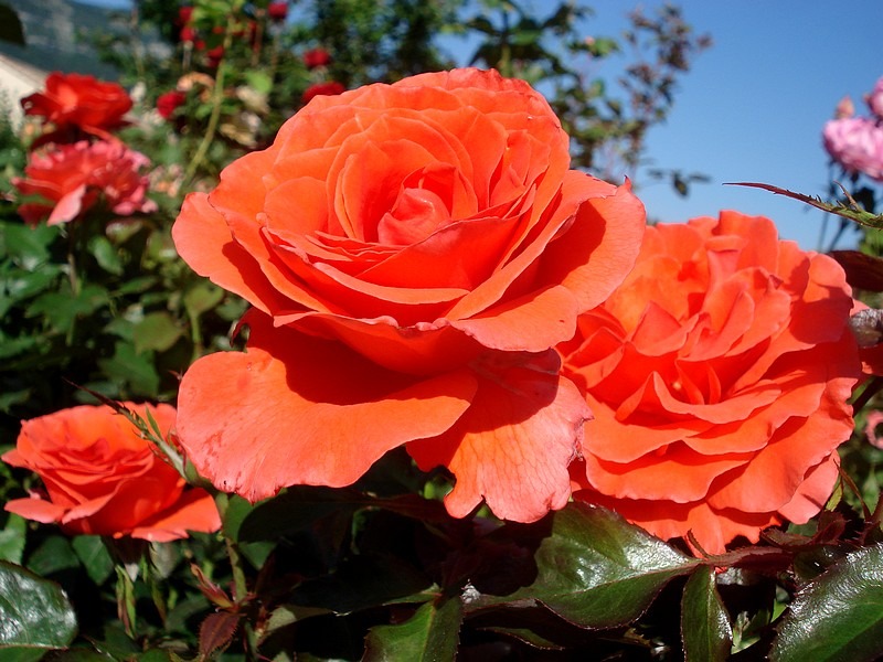 'Candelabra ™' rose photo