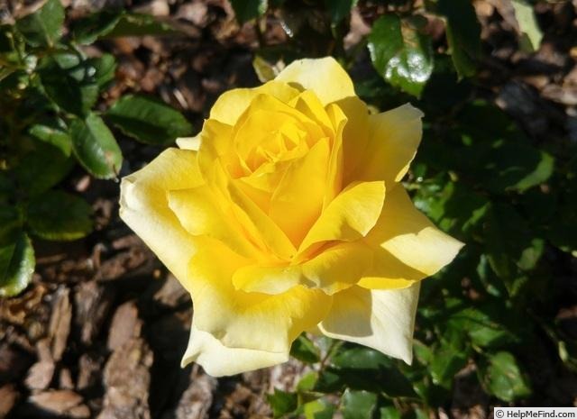 'Matilda ® (FEsun, florist rose, Ferrer, 2006)' rose photo