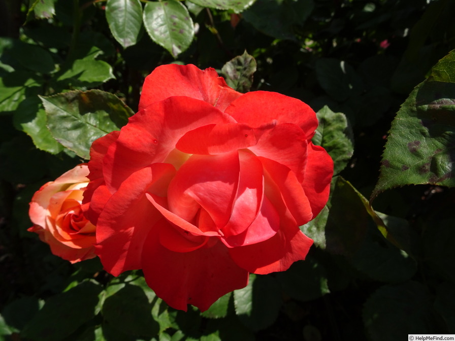 'Chicca ®' rose photo
