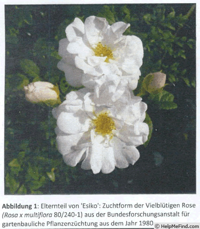 '<i>Rosa multiflora</i> 80/240-1' rose photo