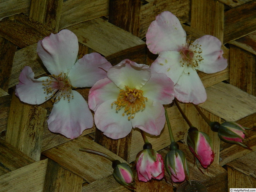 'L56-86-3' rose photo