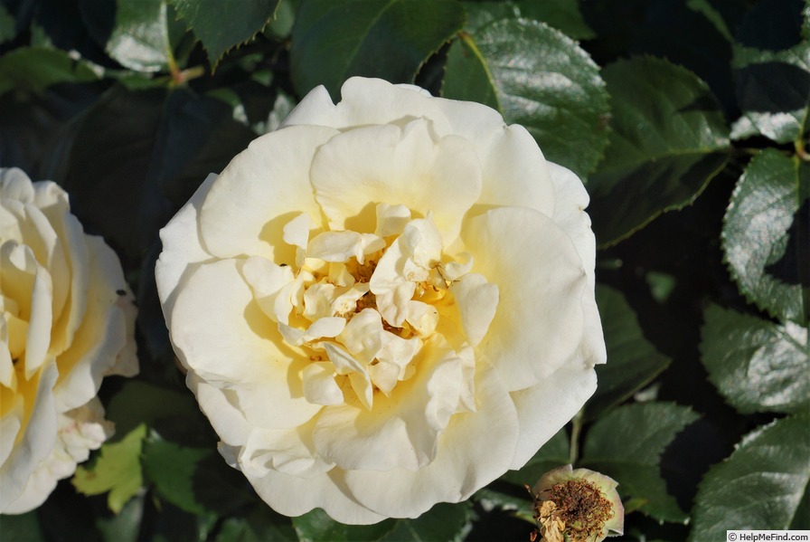 'Baroniet Rosendal™' rose photo