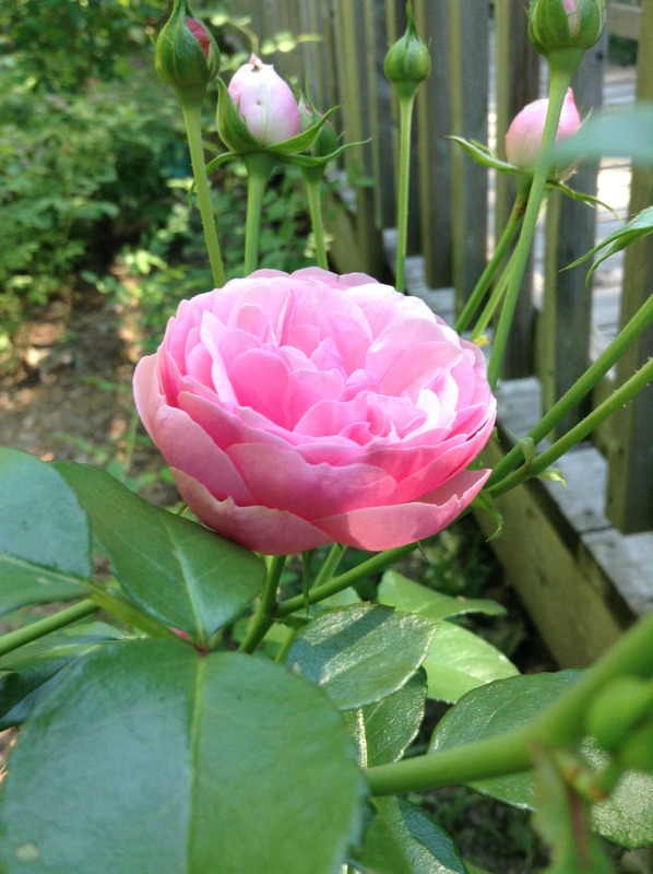 'Gillian & Andrew's Garden'  photo