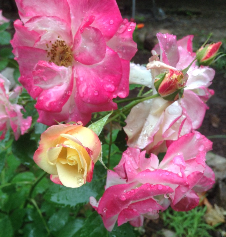 'Gillian & Andrew's Garden'  photo